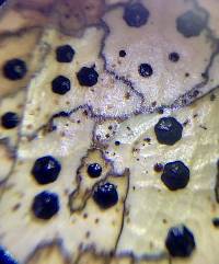 Coccomyces dentatus image