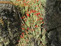 Cladonia cristatella image