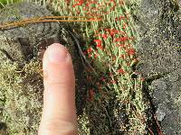 Cladonia cristatella image