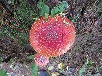 Amanita muscaria image