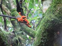 Favolaschia calocera image