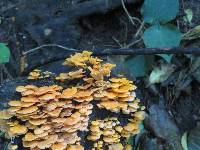 Favolaschia calocera image