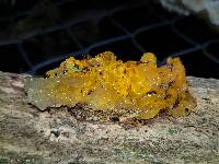 Tremella mesenterica image