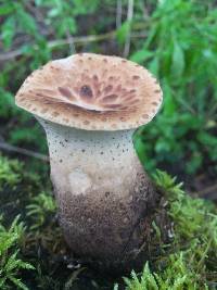 Polyporus squamosus image