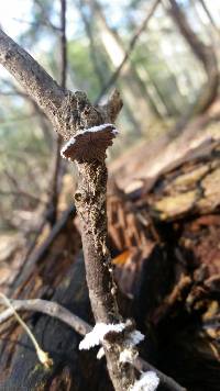 Schizophyllum commune image