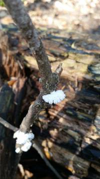 Schizophyllum commune image