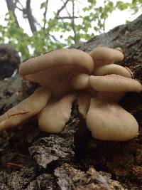 Pleurotus ostreatus image