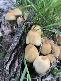 Coprinellus micaceus image