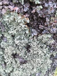 Flavoparmelia caperata image