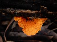 Favolaschia calocera image