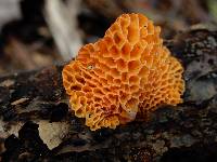 Favolaschia calocera image