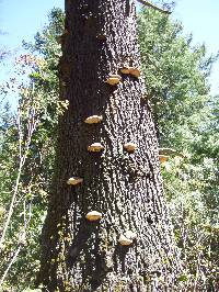 Fomitopsis pinicola image