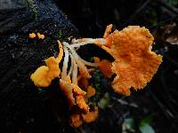 Favolaschia calocera image