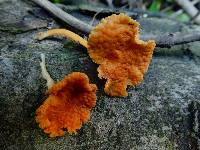 Favolaschia calocera image