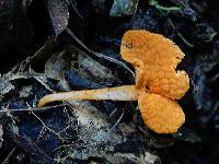 Favolaschia calocera image