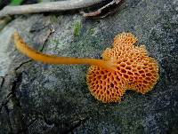 Favolaschia calocera image