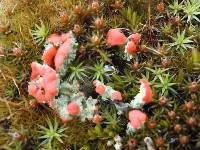 Cladonia cristatella image