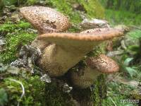 Polyporus squamosus image