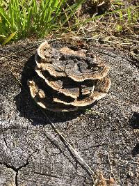 Trametes versicolor image