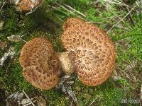 Polyporus squamosus image