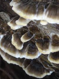 Trametes versicolor image