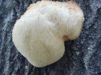 Hericium erinaceus image