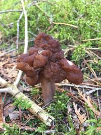 Gyromitra esculenta image