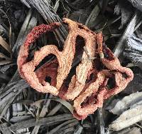 Clathrus ruber image