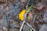 Tremella mesenterica image