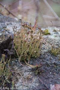 Cladonia rei image