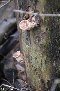 Polyporus squamosus image