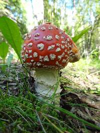 Amanita muscaria image