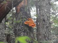 Laetiporus conifericola image