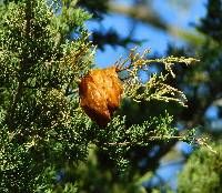 Gymnosporangium juniperi-virginianae image