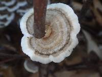 Trametes versicolor image