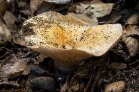 Lactarius alnicola image