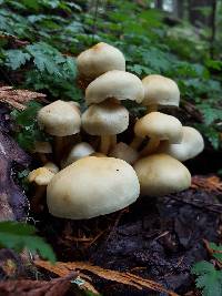 Hypholoma fasciculare image