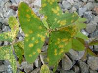 Puccinia oxalidis image