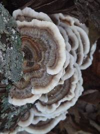 Trametes versicolor image