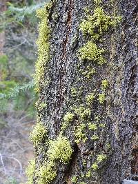 Letharia vulpina image