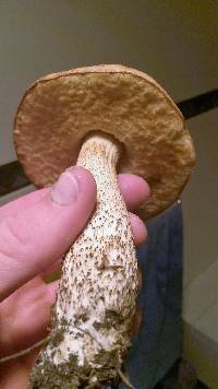 Leccinum scabrum image