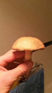 Leccinum scabrum image