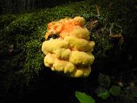 Laetiporus sulphureus image