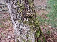 Lobaria pulmonaria image