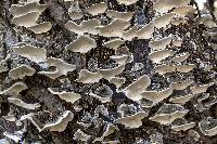 Trametes versicolor image