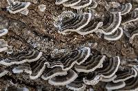 Trametes versicolor image