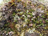 Cladonia chlorophaea image