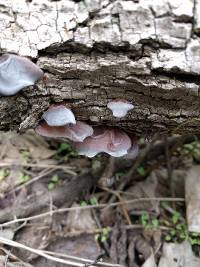 Auricularia auricula-judae image