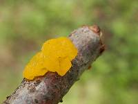 Tremella mesenterica image