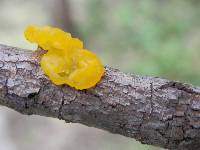 Tremella mesenterica image